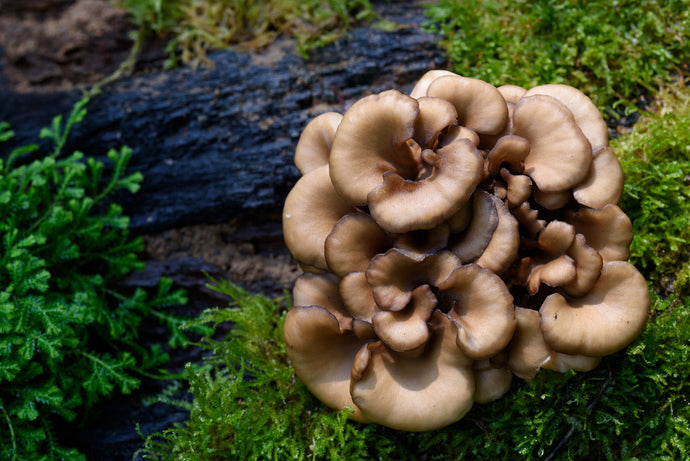 HERE'S WHAT MAKES MAITAKE MUSHROOMS SUCH AN AMAZING HEALING FOOD