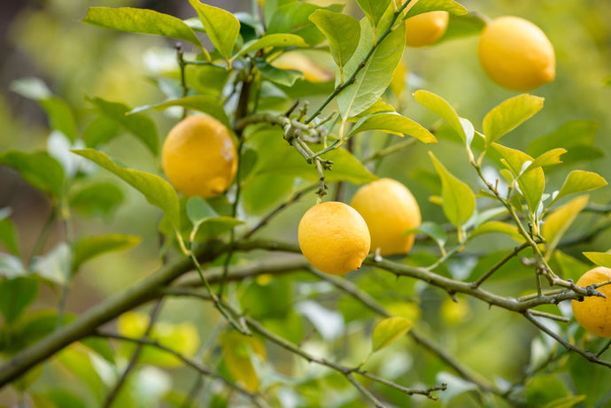 GET READY FOR ALL THE MIND-BLOWING BENEFITS OF LEMONS