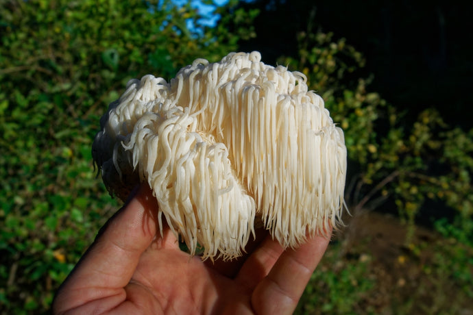 THE MANY MARVELOUS BENEFITS OF LION’S MANE MUSHROOMS